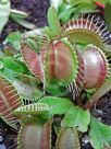 Dionaea muscipula