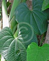 Dioscorea bulbifera