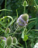 Dipsacus fullonum