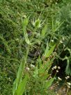 Dipsacus fullonum