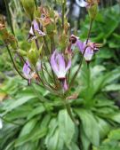 Dodecatheon clevelandii