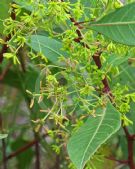 Dodonaea triquetra