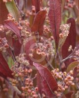 Dodonaea viscosa Purpurea