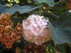 Dombeya burgessiae