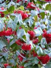 Dombeya cacuminum