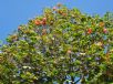 Dombeya cacuminum