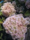 Dombeya rotundifolia