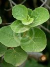 Dombeya rotundifolia