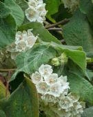 Dombeya tiliacea