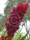 Doryanthes palmeri