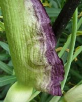 Dracunculus vulgaris