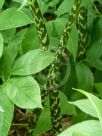 Dracunculus vulgaris