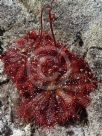 Drosera spatulata