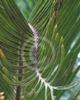 Cycas cairnsiana