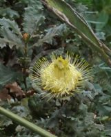 Dryandra praemorsa