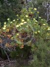 Dryandra quercifolia