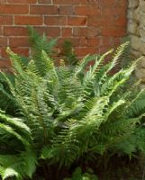 Dryopteris affinis