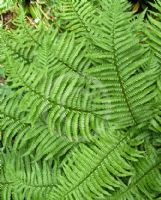 Dryopteris filix-mas