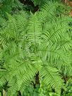 Dryopteris filix-mas