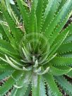 Dyckia brevifolia