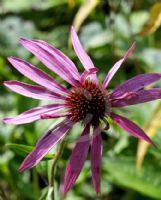 Echinacea purpurea