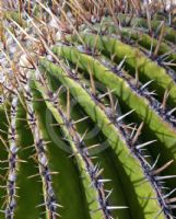 Echinocactus platyacanthus