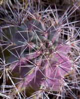 Echinocereus triglochidiatus