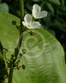 Echinodorus cordifolius