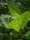 Echinodorus cordifolius