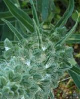 Echium italicum