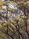 Edgeworthia chrysantha