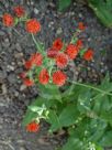 Emilia coccinea