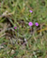 Emilia sonchifolia