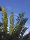 Encephalartos altensteinii