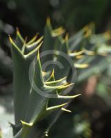 Encephalartos ferox