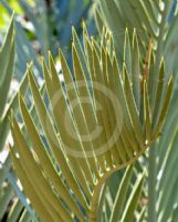 Encephalartos lehmannii