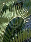 Encephalartos lehmannii