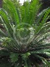 Encephalartos natalensis