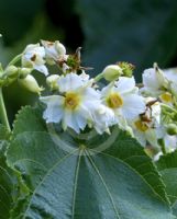 Entelea arborescens