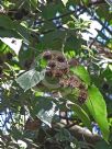 Entelea arborescens