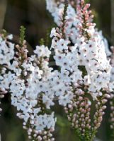 Epacris microphylla