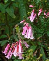 Epacris reclinata