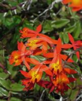 Epidendrum ibaguense