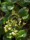 Epimedium versicolor Sulphureum