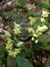 Epimedium versicolor Sulphureum