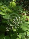 Epimedium brevicornu