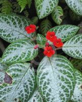 Episcia cupreata Frosty