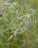 Eragrostis curvula