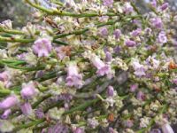 Eremophila dempsteri