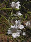 Eremophila polyclada